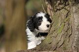 BEARDED COLLIE 086